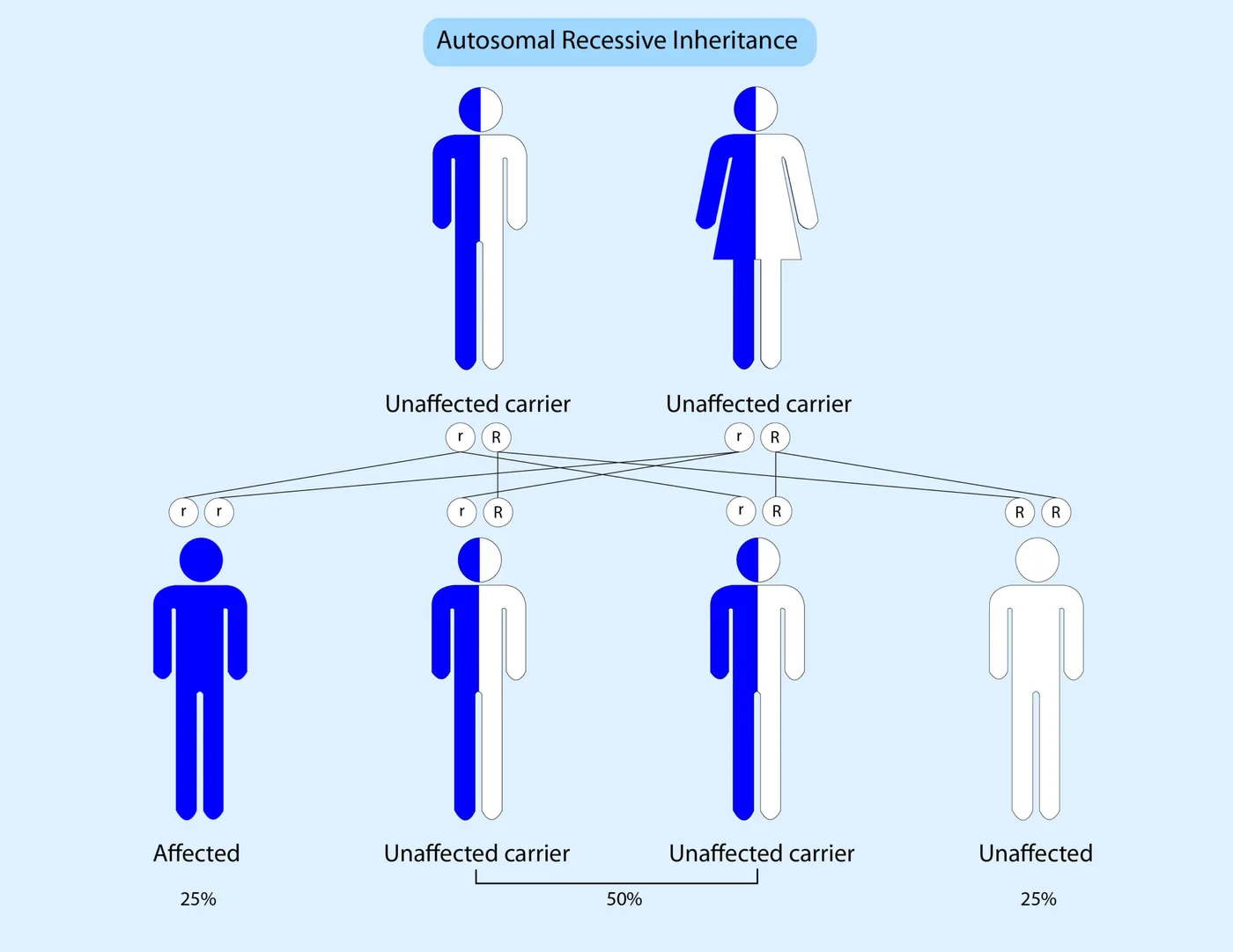 Autosomal recessive inheritance: two unaffected carrier parents, with each child having a 25% chance of being affected.